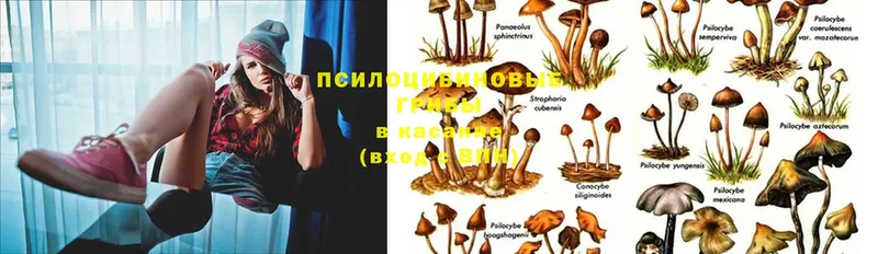 кракен tor  Ладушкин  Псилоцибиновые грибы Psilocybine cubensis 